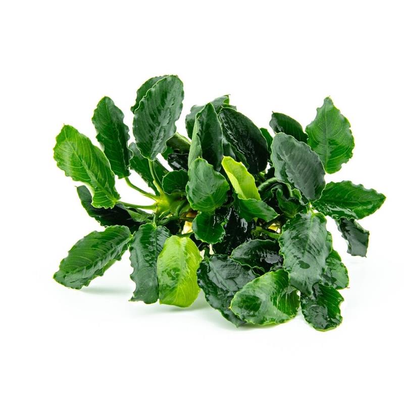 Planta acvariu Anubias barteri var. nana Kirin Dennerle - imagine 4